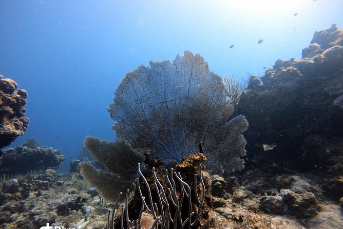 Private Full Day Guided Snorkeling or Diving Charter in St Thomas - What is included, and what you still need to plan