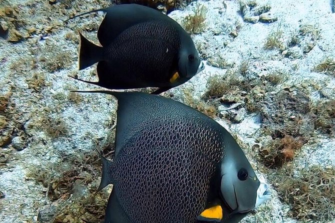 Private Full Day Guided Snorkeling or Diving Charter in St Thomas - Weather, cancellation, and the price question