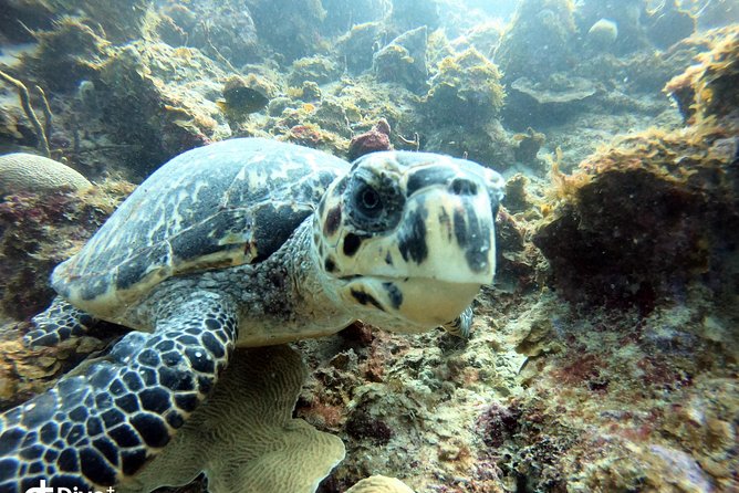 Private Full Day Guided Snorkeling or Diving Charter in St Thomas - Secret Harbour for a possible lunch stop