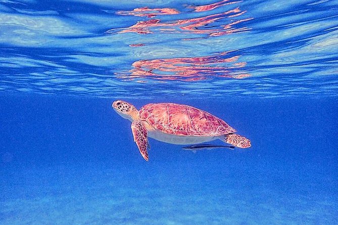Private Half-Day Guided Snorkeling Charter in St. Thomas - A private boat changes the feel of St. Thomas snorkeling