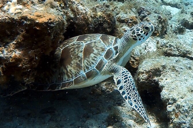 Private Half-Day Guided Snorkeling Charter in St. Thomas - The captain can adjust the route
