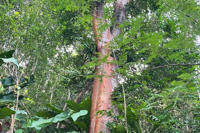 Private Hiking Tour in British Virgin Island with the Best 360 View - Who should book Mount Alma?