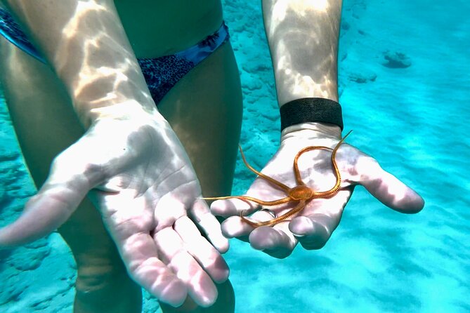 Private Luxury Catamaran Half Day Charter - Turtle Cove and the Buck Island reef stop