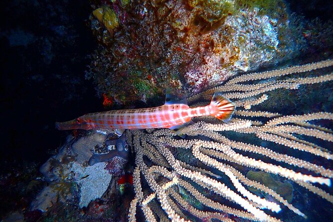 Private Sunset Charter + Guided Night Snorkeling in St Thomas - Why this St Thomas evening feels different