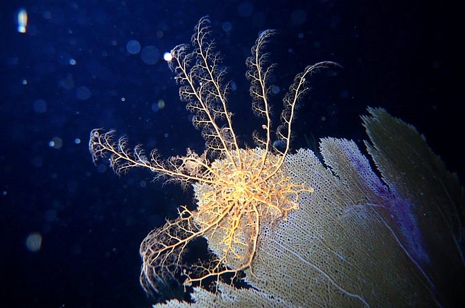 Private Sunset Charter + Guided Night Snorkeling in St Thomas - Who will enjoy this private evening most