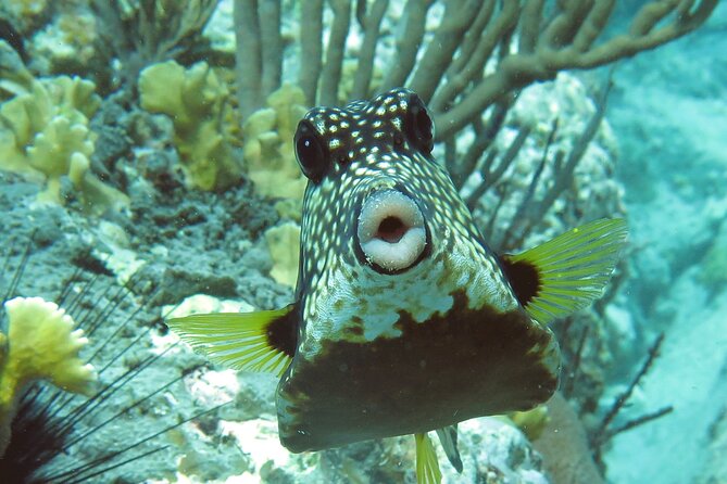 Reef and Turtle Adventure - Kayak and Snorkel Tour - What your $159 covers on St. Thomas
