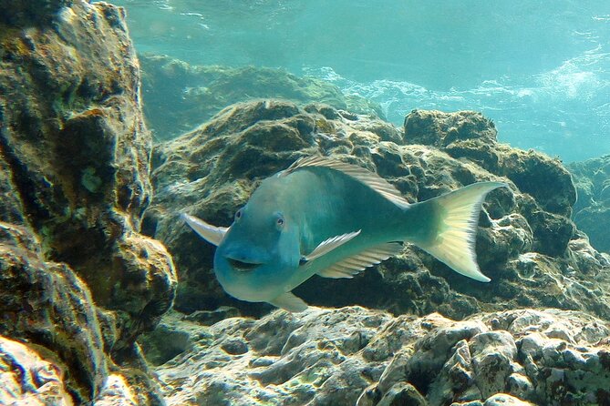 Reef and Turtle Adventure - Kayak and Snorkel Tour - First snorkel stop: a healthy coral reef