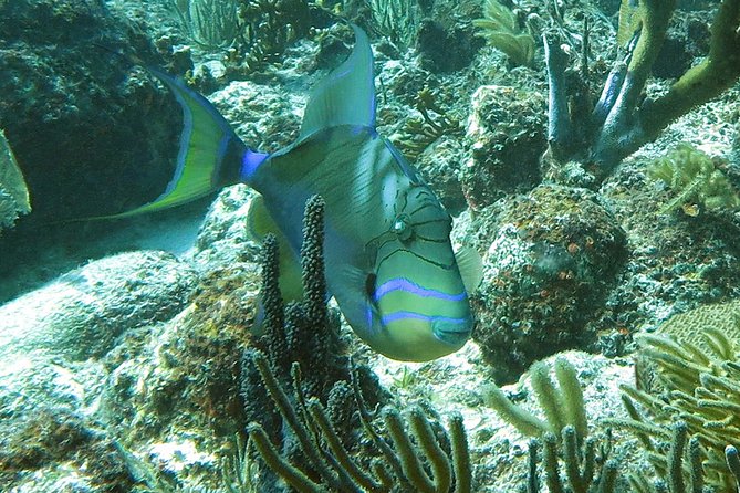 Reef and Turtle Adventure - Kayak and Snorkel Tour - Second snorkel stop: the sea turtle habitat