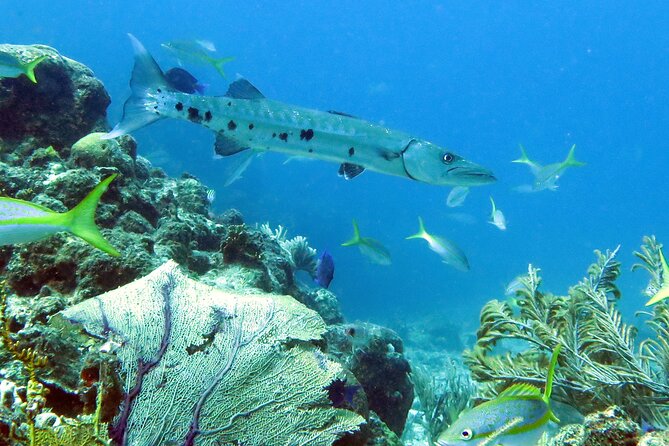 Reef and Turtle Adventure - Kayak and Snorkel Tour - A small group with personal help