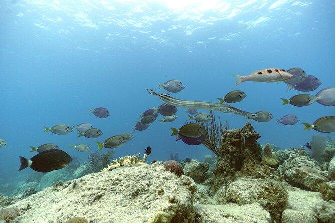 Reef and Turtle Adventure - Kayak and Snorkel Tour - Who should book this kayak tour?