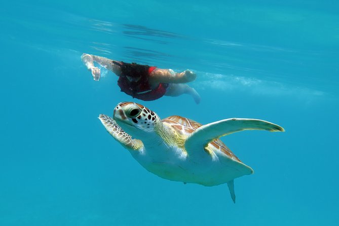 Reef and Turtle Adventure - Kayak and Snorkel Tour - Meeting at Emerald Beach Resort at 9:30 a.m.