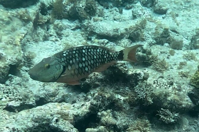Sail and Snorkel Private Charter - Mid-Day Sail 1230pm to Sunset - Who will enjoy this charter most