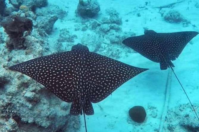 Sail/Snorkel Adventure from Sapphire Marina,STT NO CROWDS~ 6 GUEST MAX - Key points at a glance