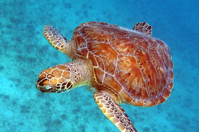 Small Group Sea Turtle Tour (Guaranteed to see turtles) - Why the turtle guarantee matters