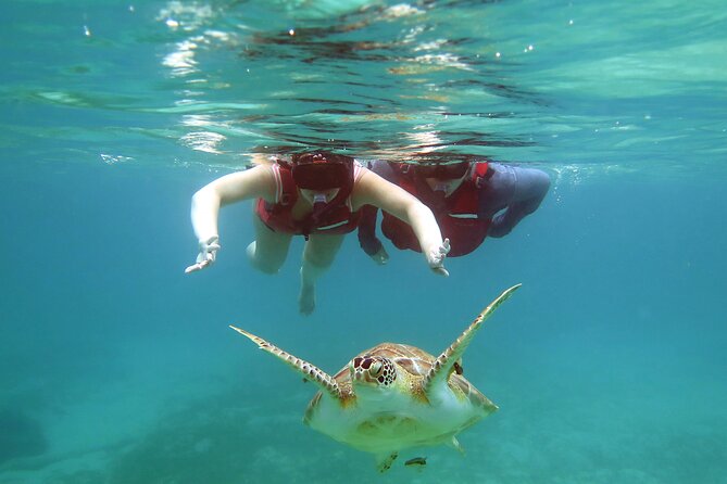 Small Group Sea Turtle Tour (Guaranteed to see turtles) - The real cost of the $89 price
