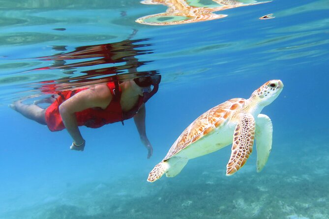 Small Group Sea Turtle Tour (Guaranteed to see turtles) - Timing, weather, and cancellation rules