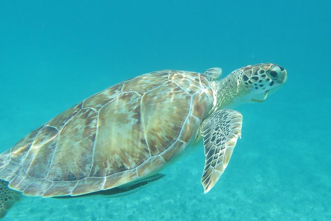 Small Group Sea Turtle Tour (Guaranteed to see turtles) - Why the small group changes the experience