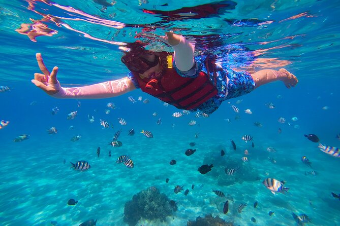 Snorkel St. John Tour from Sapphire and Margaritaville - What You May See Below the Surface