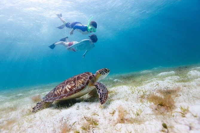Snorkel & Swim with Turtles. Semi Private Tour to Buck Island & Honeymoon Beach - A four-hour route built around sea turtles