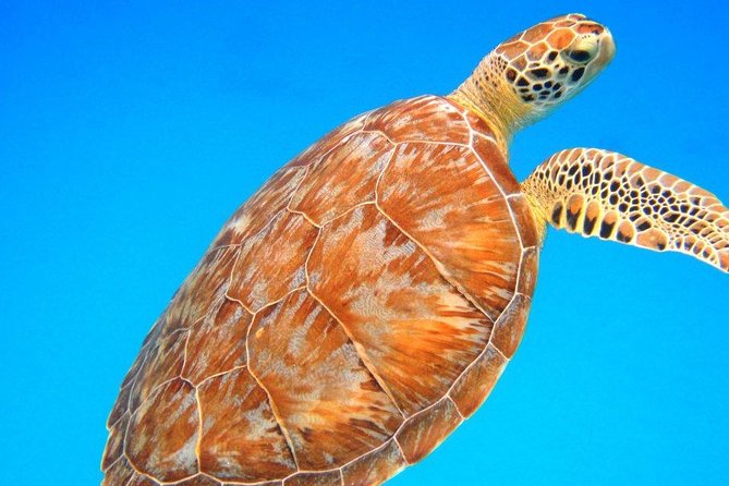 Snorkeling Adventure in St Thomas - Two Water Stops, One Turtle-Focused Afternoon
