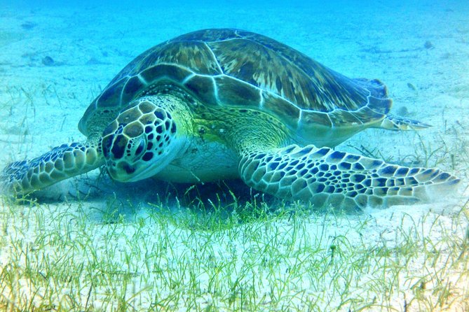 Snorkeling Adventure in St Thomas - What You Can See Beneath the Boat