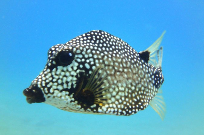 Snorkeling Adventure in St Thomas - What Is Included for the $129 Price