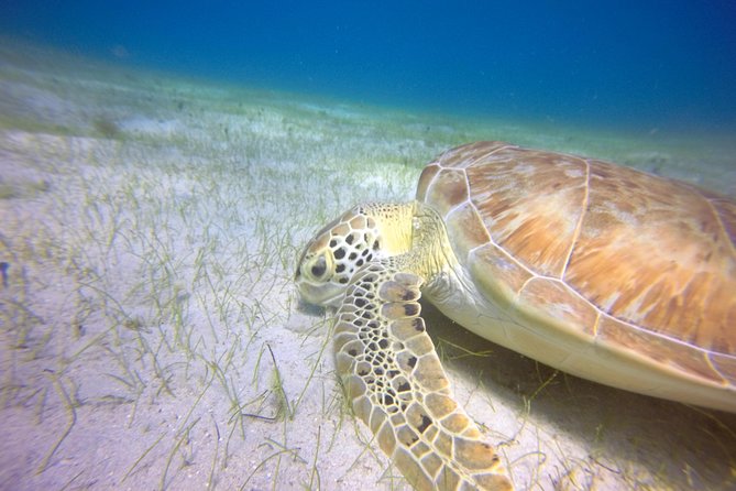 Snorkeling Adventure in St Thomas - Who Will Enjoy This Most