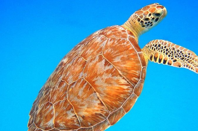 Snorkeling Adventure in St Thomas - How to Get the Most From the Water Time