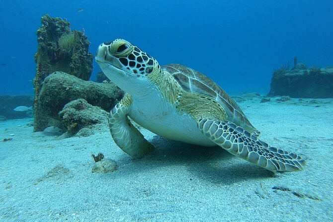 Snorkeling with Sea Turtles - What the Frederiksted Pier snorkel is really like