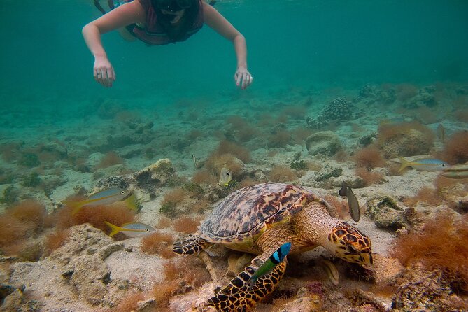 Snorkeling with Sea Turtles at St. Thomas - Brewer’s Bay gives beginners an easy start