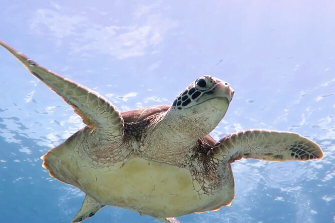Snorkeling with Sea Turtles at St. Thomas - What the 30 minutes on the beach add
