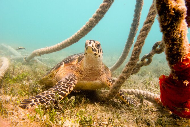 Snorkeling with Sea Turtles at St. Thomas - The guides make the difference underwater