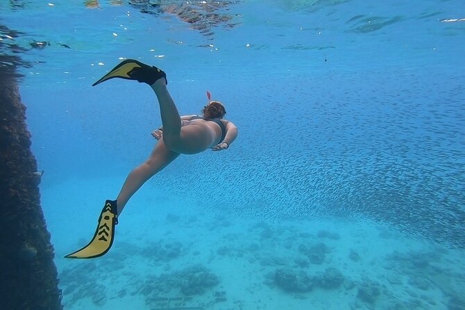 Snorkeling with Sea Turtles - Hawksbill and Green Sea Turtles beneath the pier
