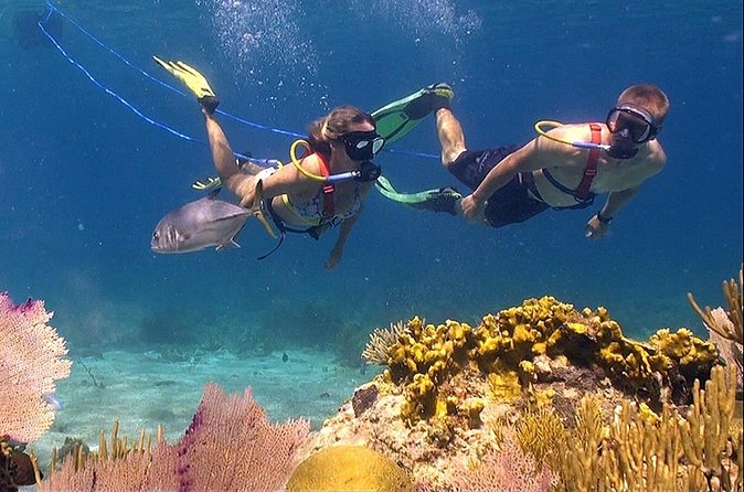 Snuba Adventure at Coral World Ocean Park - Who should choose this experience