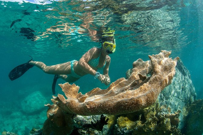 St. John Full-Day Lime Out Snorkel Taco Lunch & Open Bar - Westin - What the $179 price covers