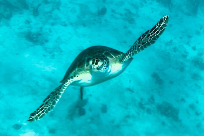 St. John Luxury Catamaran Turtle Snorkel and Cays Full Day - Maho Bay: palm trees, sand, and turtle country