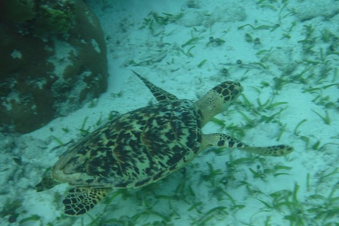 St John & Surrounding Cays - Full-Day Sail/Snorkel, 6 Guests Max - Cruise ship passengers need to check the clock