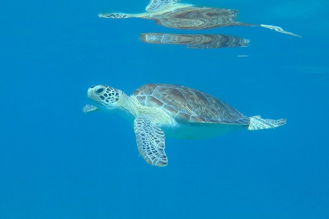 St Thomas Kayak and Sea Turtle Snorkel Excursion - Key points to know before booking