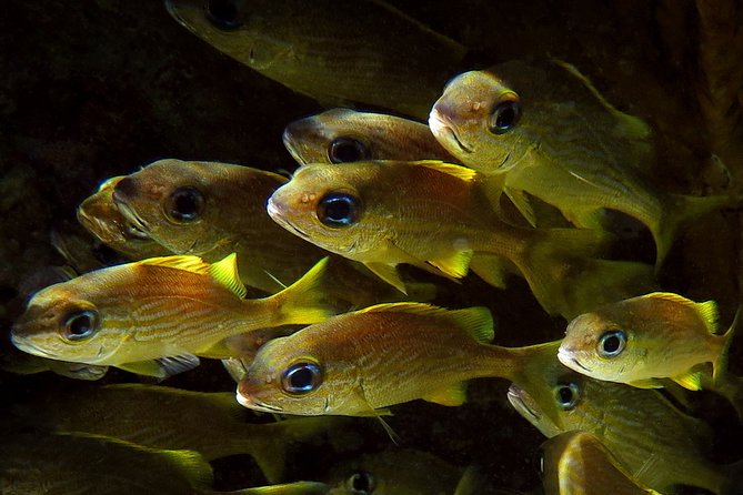 St Thomas Kayak and Sea Turtle Snorkel Excursion - Guides who make the difference