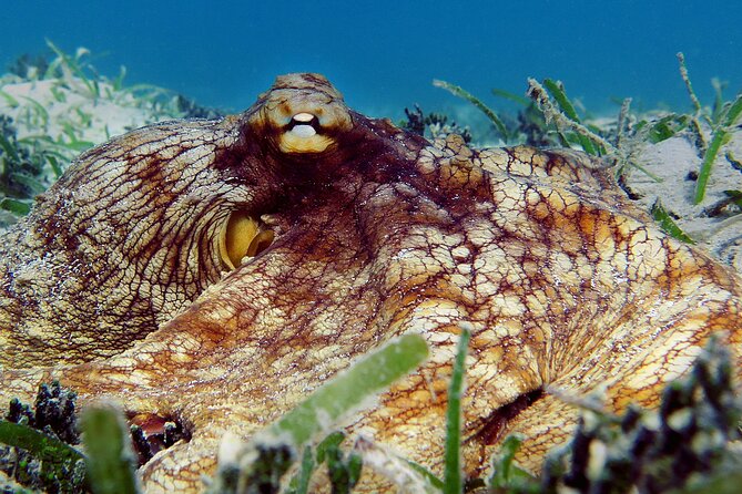 St Thomas Kayak and Sea Turtle Snorkel Excursion - Family fit and physical demands