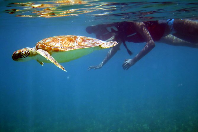 St Thomas Sea Turtle Snorkel Kayak Adventure Tour - Key points to know