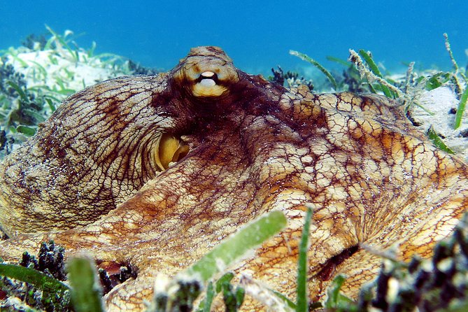 St Thomas Sea Turtle Snorkel Kayak Adventure Tour - Getting to the start point