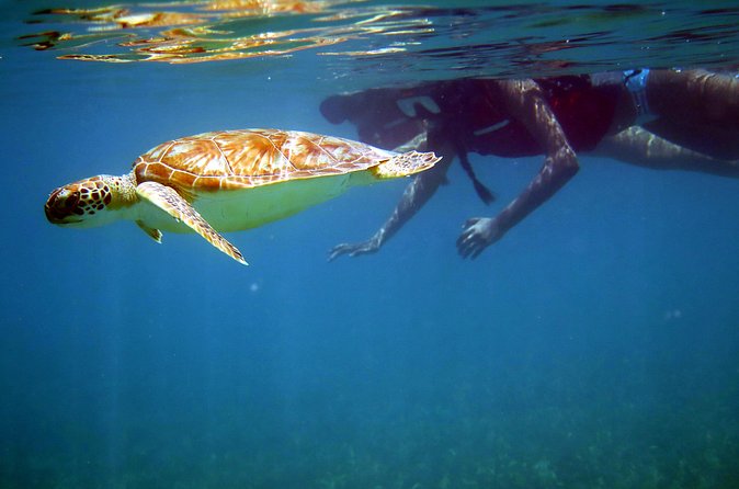 St Thomas Sea Turtle Snorkel Kayak Adventure Tour - Who will enjoy this tour most