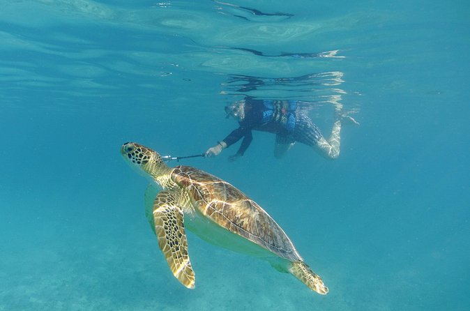 St Thomas Sea Turtle Snorkel Kayak Adventure Tour - Practical details before you book