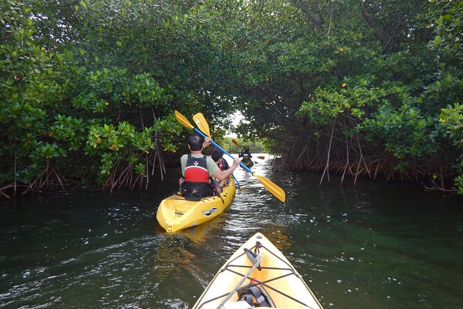 Sunset Kayak Tour in the Mangrove Lagoon, St Thomas - Key points to know before you paddle