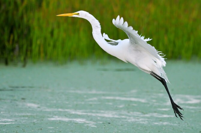 Sunset Kayak Tour in the Mangrove Lagoon, St Thomas - Bird Island, Bovoni Cay and the search for wildlife