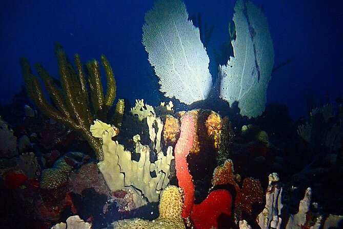 Sunset on the Water + Night Snorkeling with Guide in St. Thomas - The underwater world changes after dark