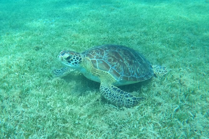 The Frederiksted St. Croix Sea Turtles Snorkeling Tour - From rocky cove to clear Caribbean water