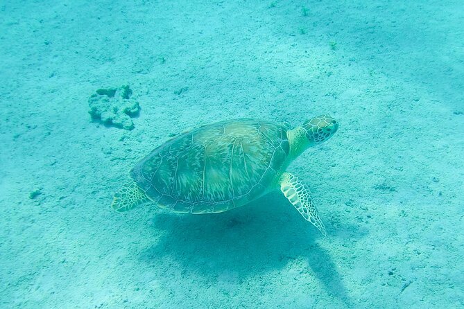 The Frederiksted St. Croix Sea Turtles Snorkeling Tour - Meeting details need extra attention