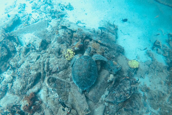 The Frederiksted St. Croix Sea Turtles Snorkeling Tour - Fish, coral, and the chance of a stingray